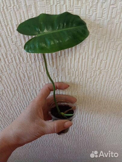 Строманта, крестовник