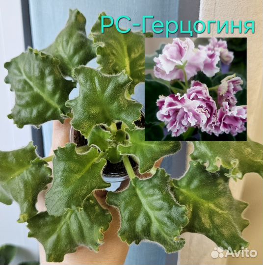 Фиалки сортовые