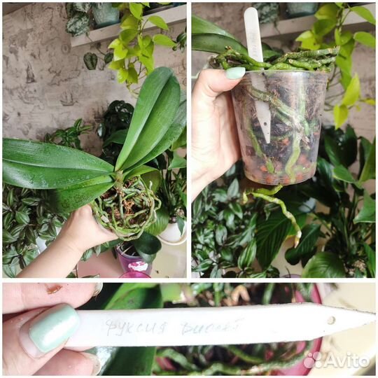 Орхидея фаленопсис