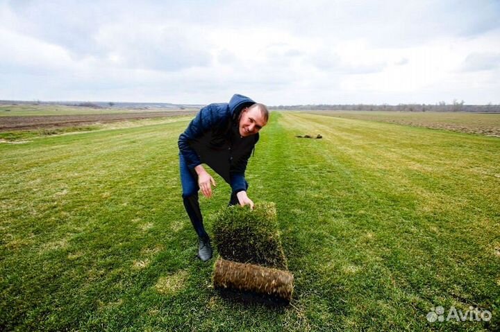 Теневыносливый рулонный газон. Укладка с гарантией