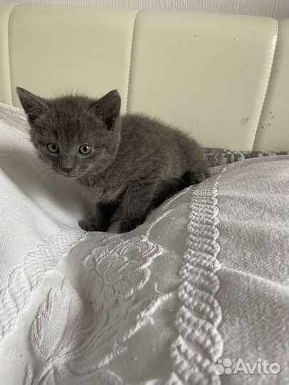 Британская