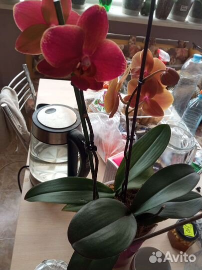 Орхидеи фаленопсис сортовая групповая посадка