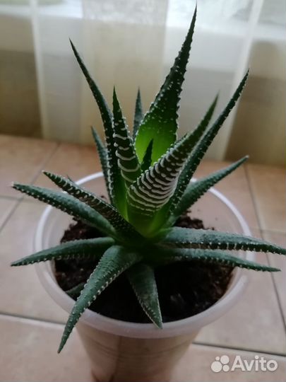 Хавортия полосатая