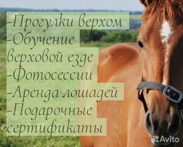 Катание на лошадях, занятия, фотосессии