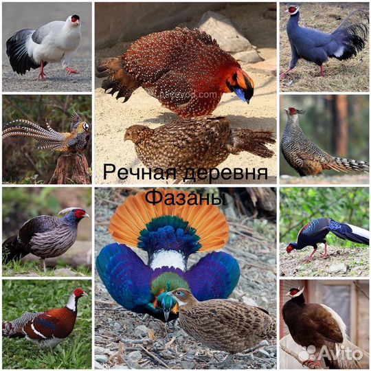 Фазаны разных видов