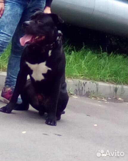 Вязка. амстафф