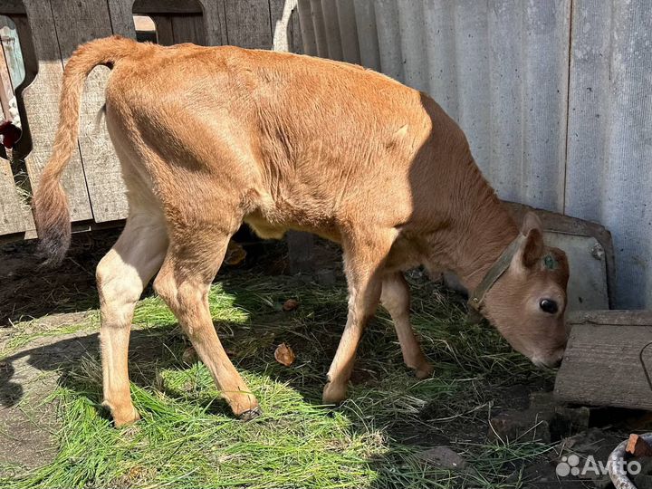 Чистокровная джейсерская телочка