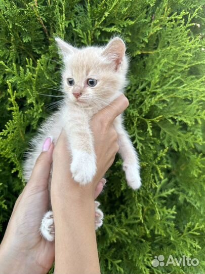 Котенок рыжий