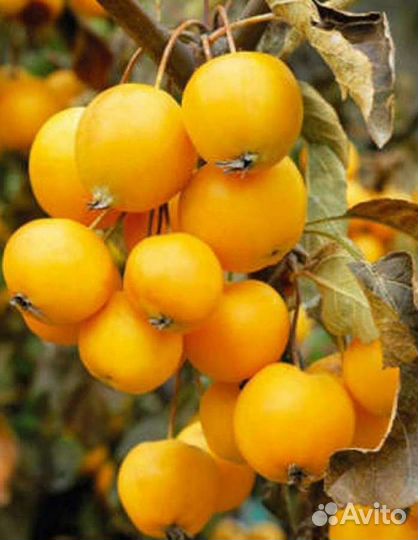 Яблоня полукультурка