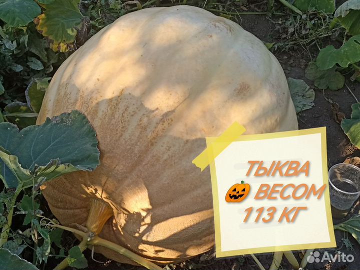 Семена тыквы