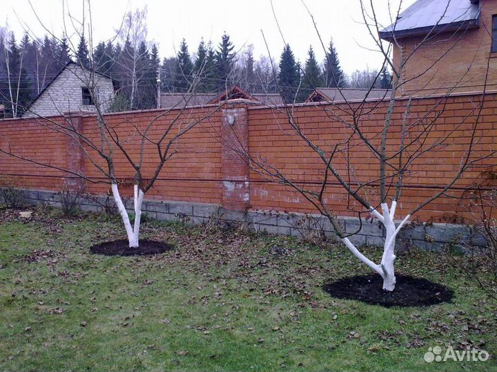 Обрезка плодовых деревьев обучение