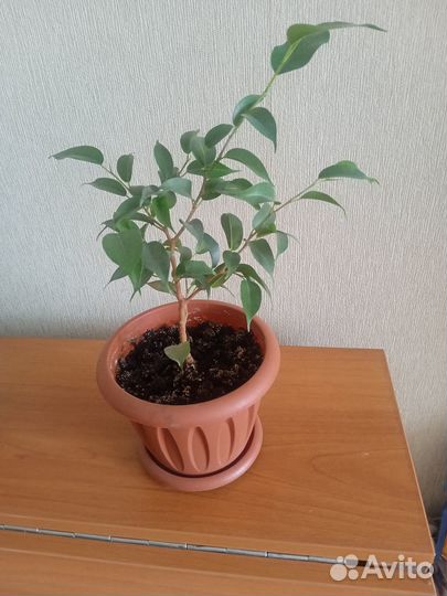 Фикус бенджамина