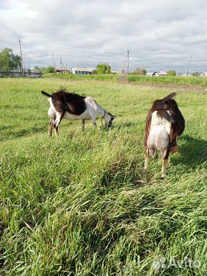 Продам козу альпийской породы, козла, козлика