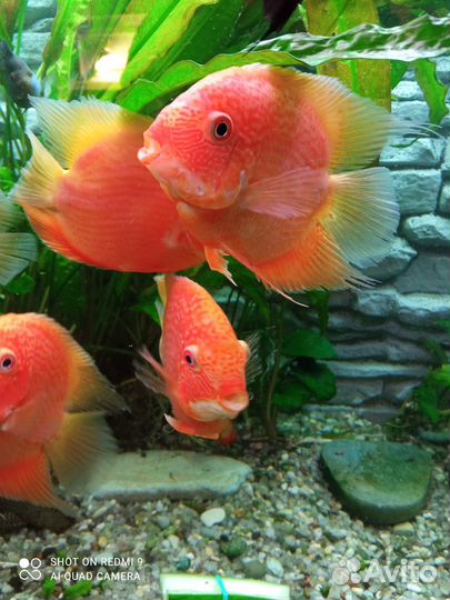 Северум красный жемчуг и гаянский мальки