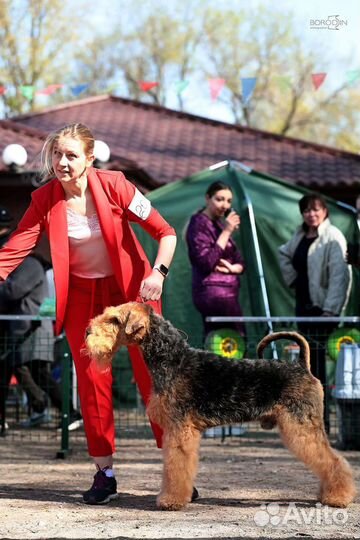 Щенки эрдельтерьера