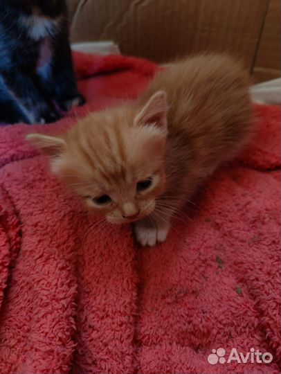 Счастье в добрые руки