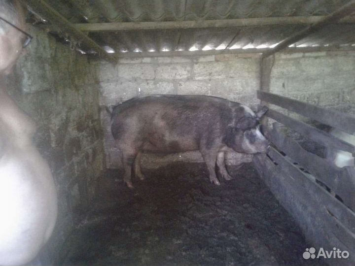 Быки свиньи