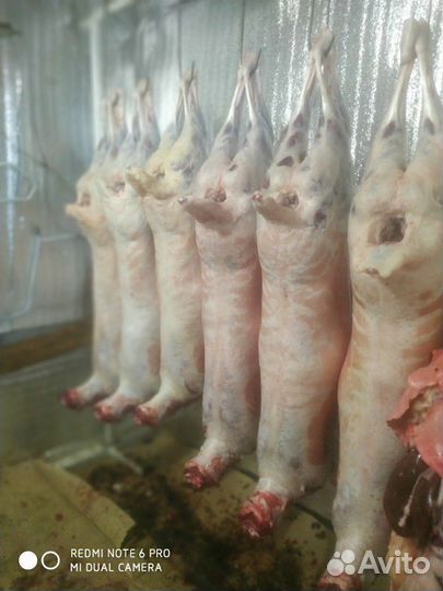 Бараны, Овцы