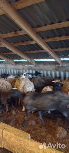 Тёлки бараны