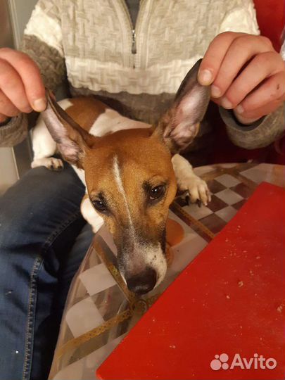 Джек Рассел терьер