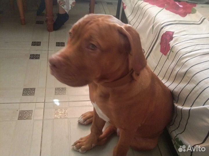 Питбультерьер