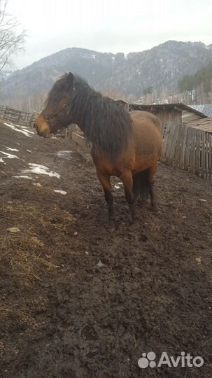 Кобыла