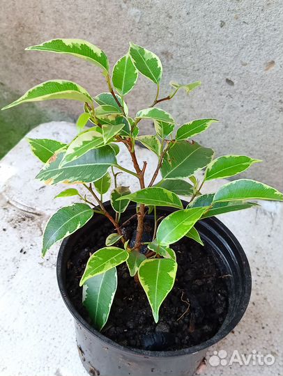 Фикус бенджамина