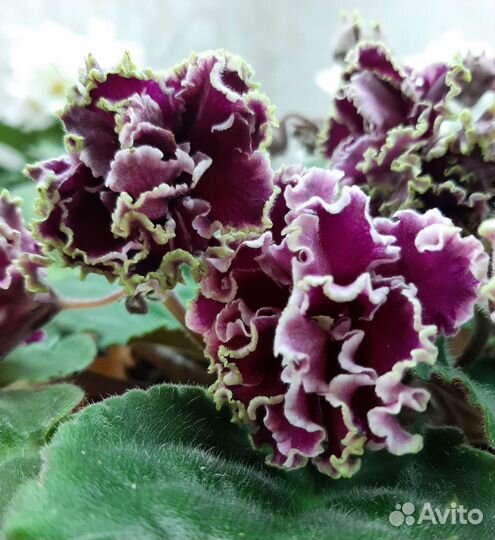 Фиалка, комнатный цветок