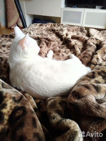 На передержку собаку или кошку котов