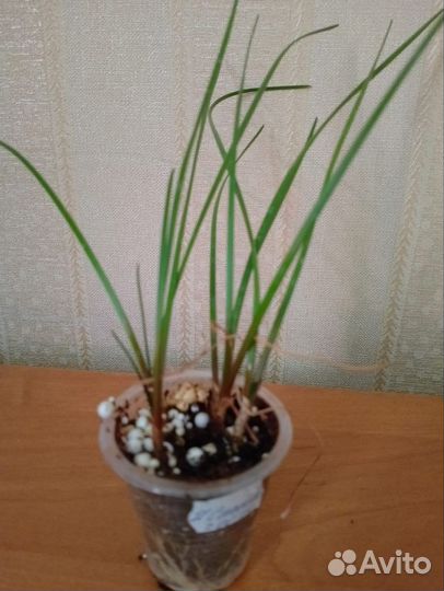 Зефирантес