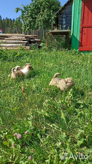 Отдам бесплатно