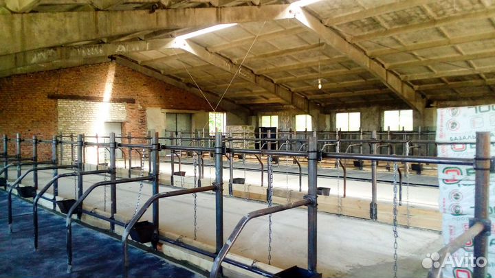 Стойловое содержание и поение на 100 голов крс