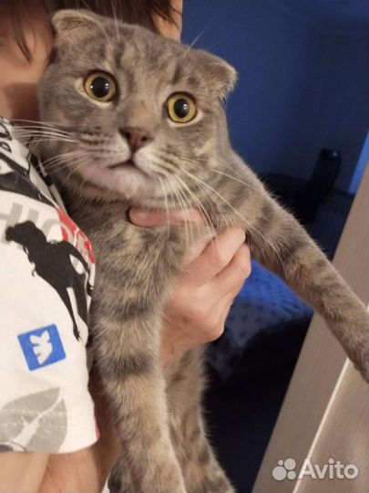 Найден кот на Ламоновской