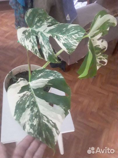 Монстера альба