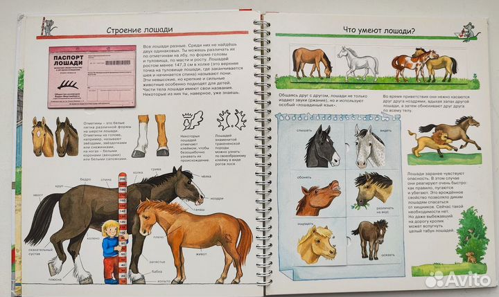 Книга Лошади и пони