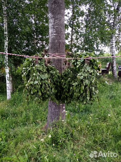 Веники дубовые