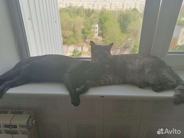 Коты кастраты 7кг