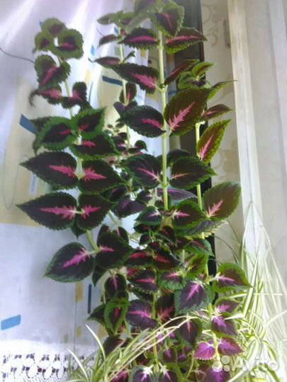 Цветок колеус