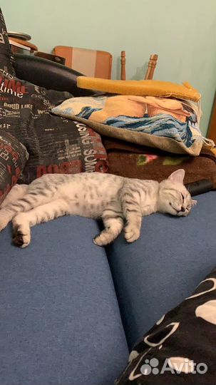 Зооняня. Передержка кошек