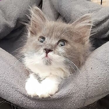 Американский длинношёрстный котёнок
