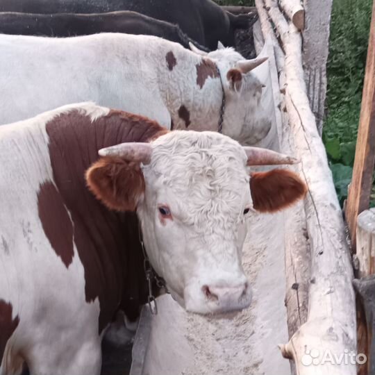 Быки на мясо