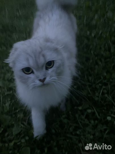 Котик в добрые руки