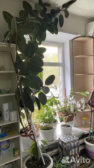 Фикус дерево