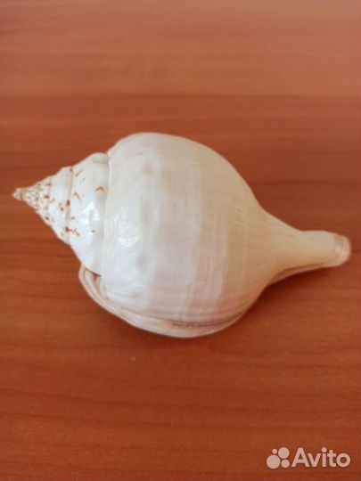 Морская раковина