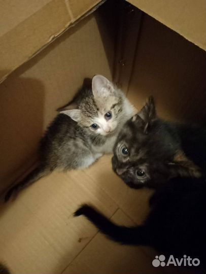 Спасаем котят