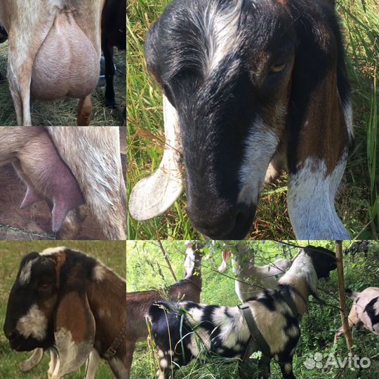 Нубийские козы