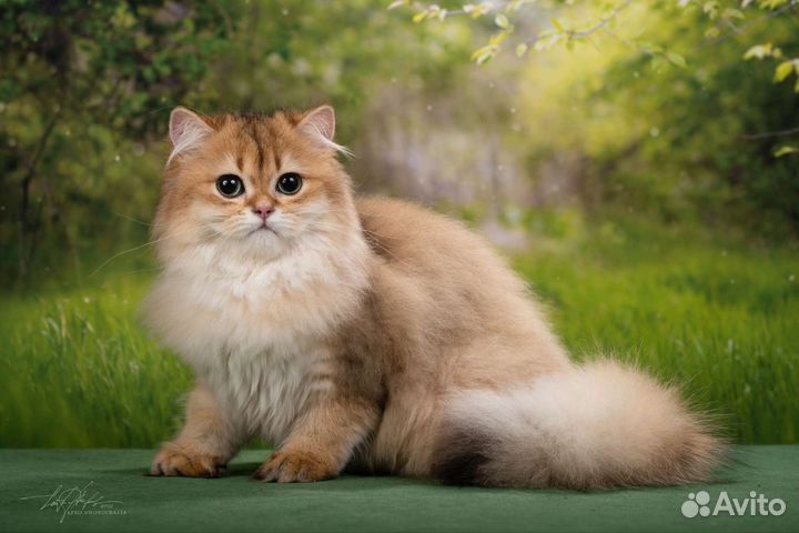 Кошка британская длинношерстная