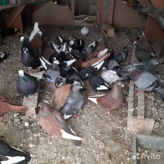 Голуби