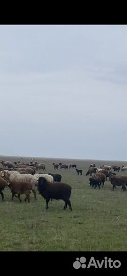 Курдючные бараны овцы