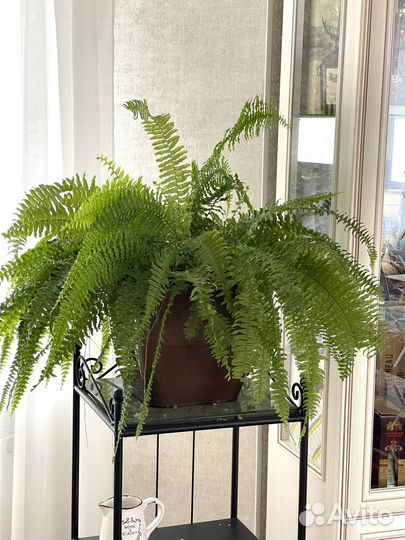 Папоротники грин леди,блю бел,грин фэнтази